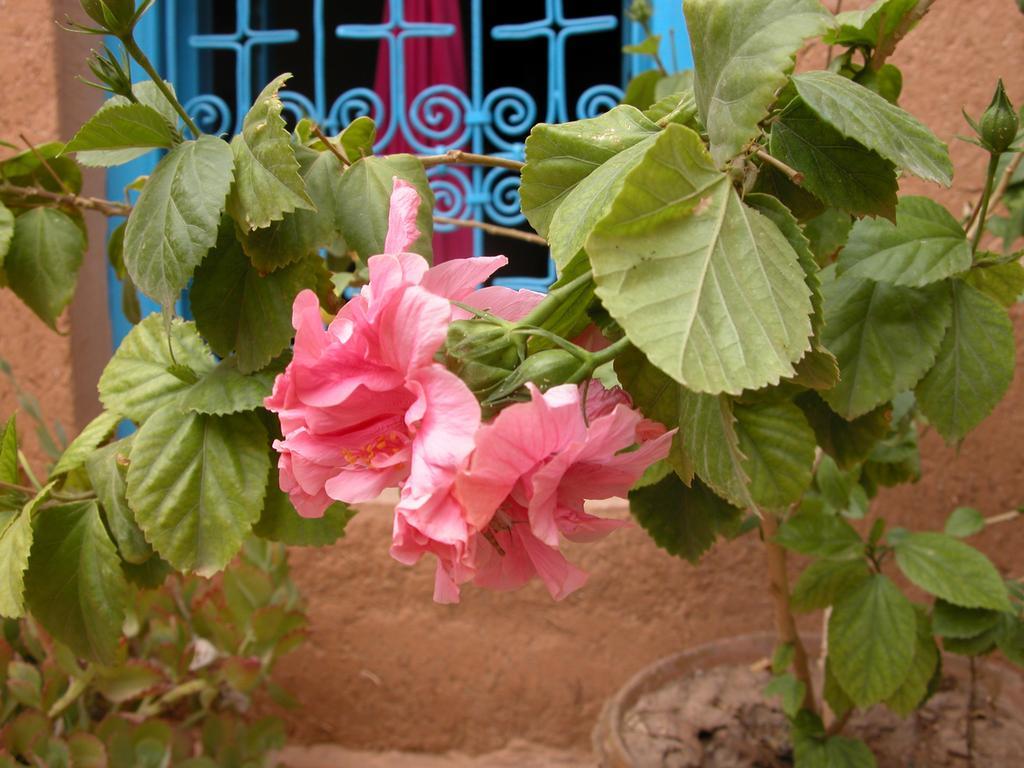 Kasbah Iswan Bed and Breakfast Kelaat-M'Gouna Exteriör bild